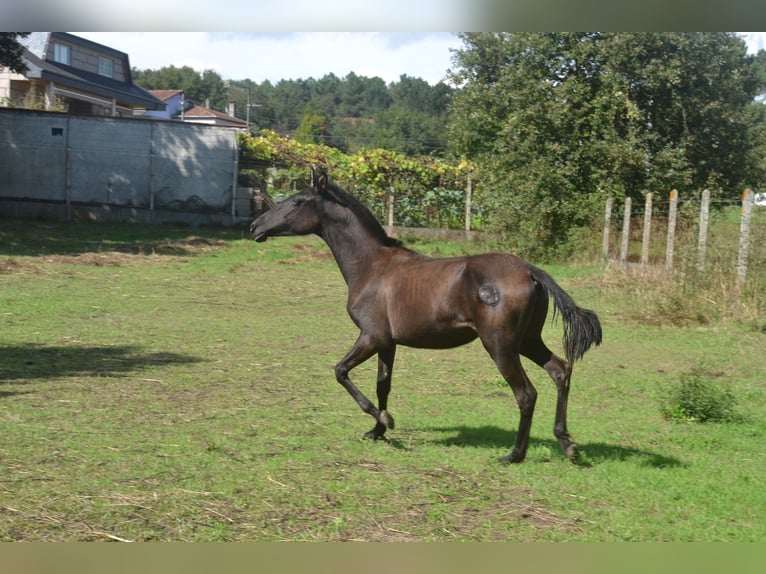 PRE Mestizo Yegua 1 año 140 cm Negro in San Cibrao Das Viñas (Capital)