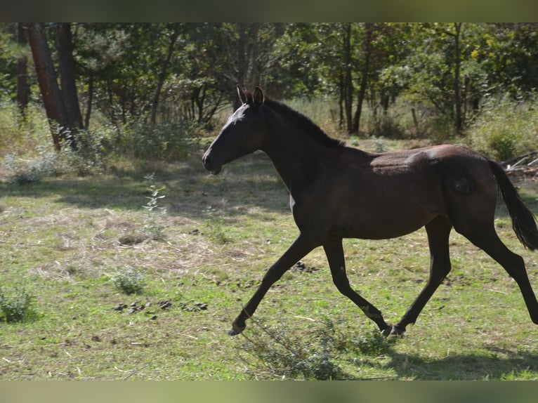 PRE Mestizo Yegua 1 año 140 cm Negro in San Cibrao Das Viñas (Capital)