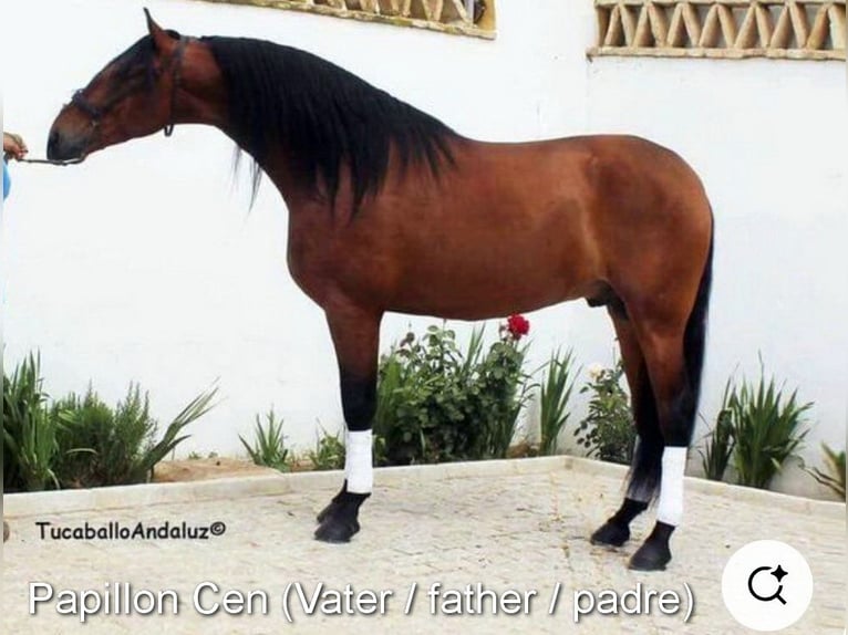 PRE Yegua 1 año 145 cm Alazán-tostado in Provinz Malaga