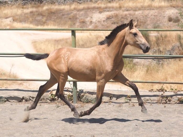 PRE Mestizo Yegua 1 año 150 cm Bayo in Navas Del Madro&#xF1;o