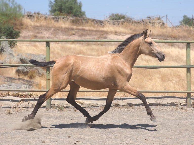 PRE Mestizo Yegua 1 año 150 cm Bayo in Navas Del Madro&#xF1;o