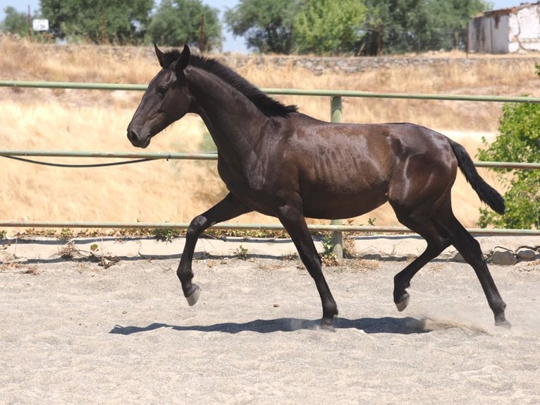 PRE Mestizo Yegua 1 año 150 cm Negro in Navas Del Madro&#xF1;o