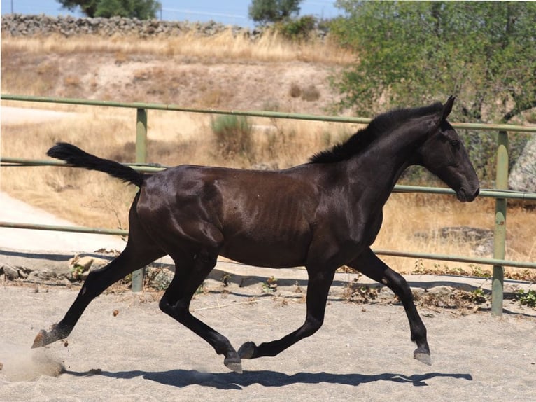 PRE Mestizo Yegua 1 año 150 cm Negro in Navas Del Madro&#xF1;o