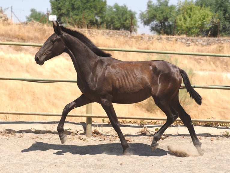 PRE Mestizo Yegua 1 año 150 cm Negro in Navas Del Madro&#xF1;o