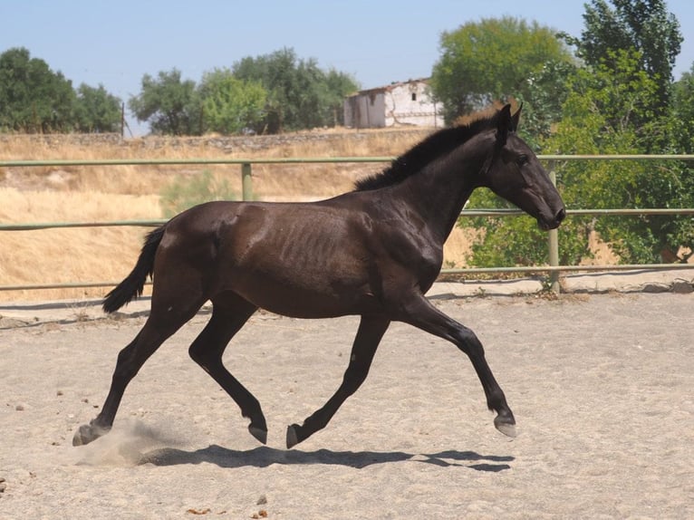 PRE Mestizo Yegua 1 año 150 cm Negro in Navas Del Madro&#xF1;o