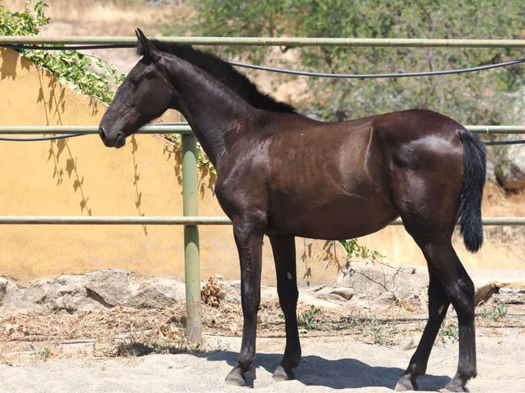 PRE Mestizo Yegua 1 año 150 cm Negro in Navas Del Madro&#xF1;o