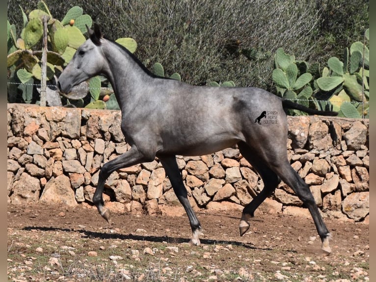 PRE Mestizo Yegua 1 año 155 cm Tordo in Mallorca