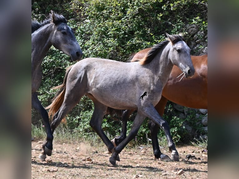 PRE Mestizo Yegua 1 año 155 cm Tordo in Menorca