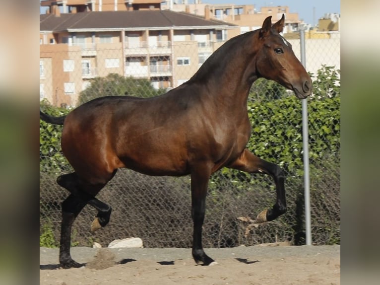 PRE Mestizo Yegua 1 año 160 cm Castaño in Alcantarilla