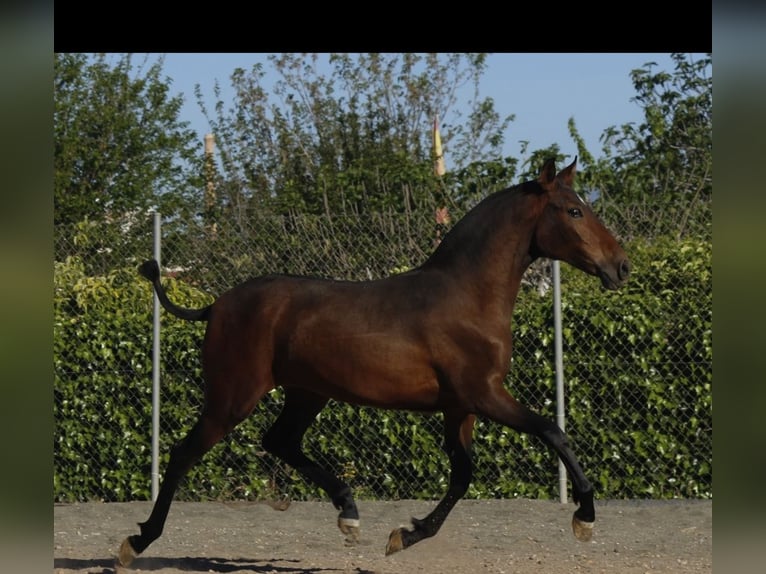 PRE Mestizo Yegua 1 año 160 cm Castaño in Alcantarilla