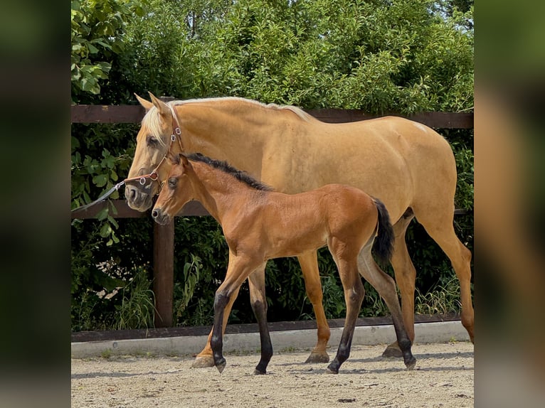 PRE Yegua 1 año 160 cm Perla in Stahnsdorf