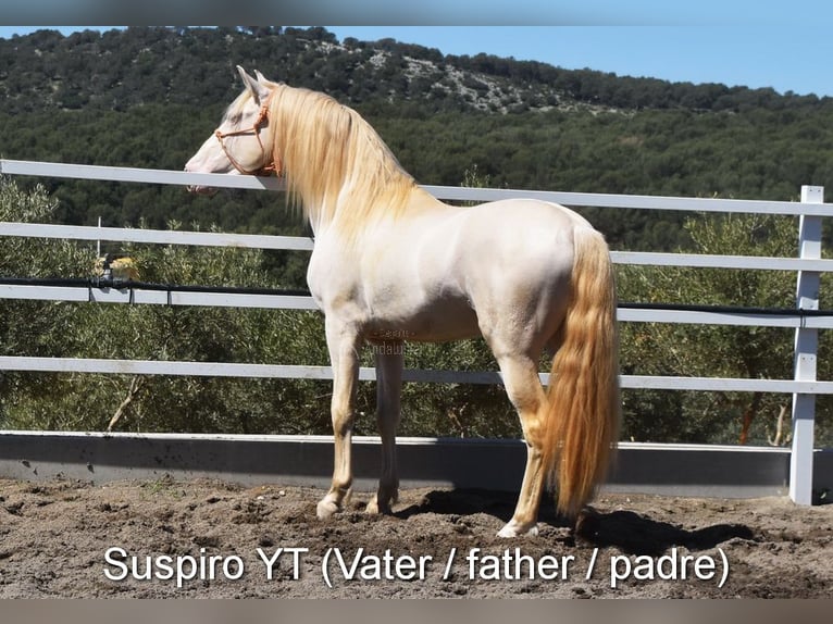 PRE Yegua 1 año 160 cm Perlino in Provinz Cordoba