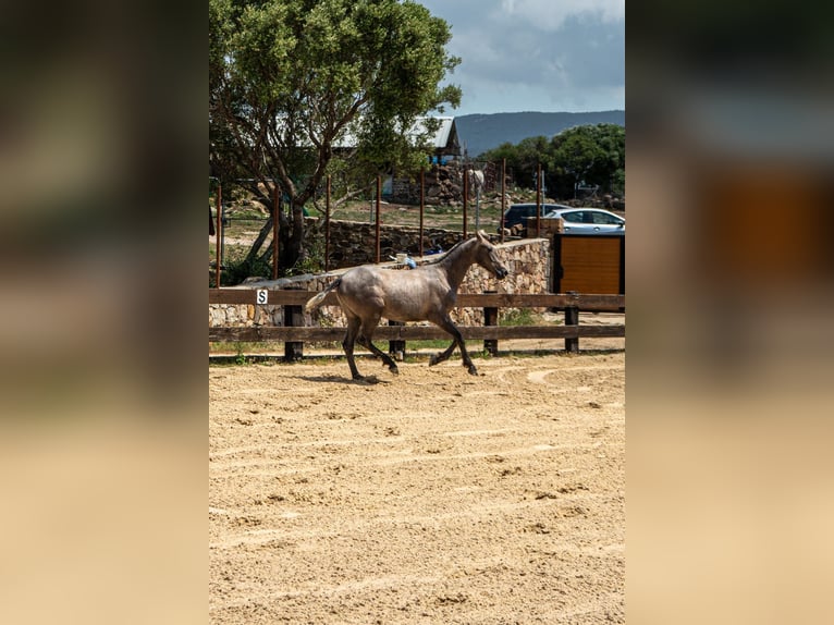 PRE Yegua 1 año 160 cm Tordo in TARIFA