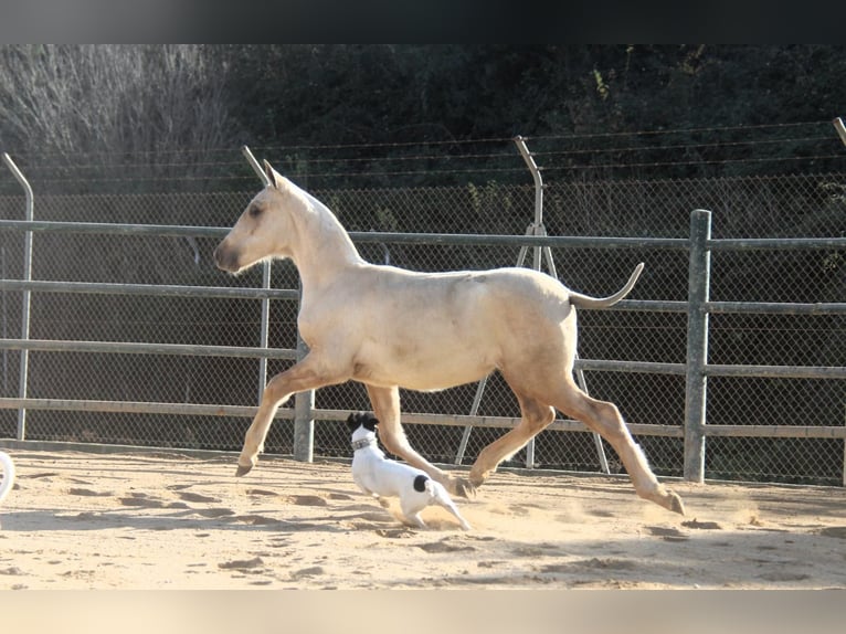 PRE Mestizo Yegua 1 año 163 cm Palomino in Hamburg