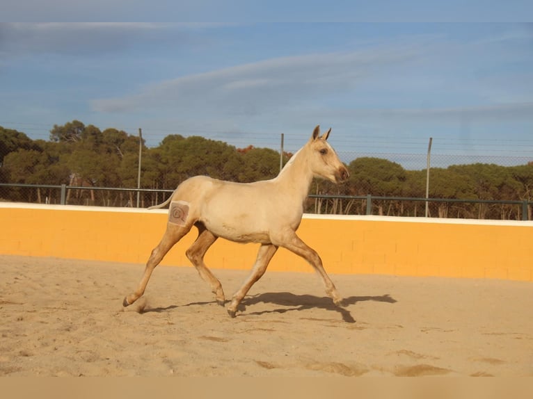 PRE Mestizo Yegua 1 año 163 cm Palomino in Hamburg