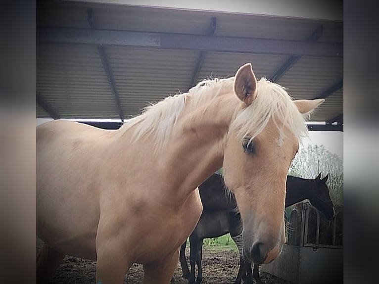 PRE Yegua 1 año 164 cm Palomino in Castro del Condado