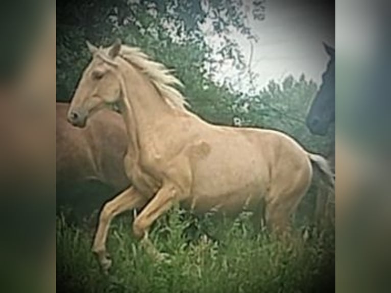 PRE Yegua 1 año 164 cm Palomino in Castro del Condado