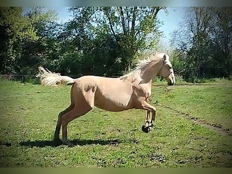 PRE Yegua 1 año 164 cm Palomino in Castro del Condado