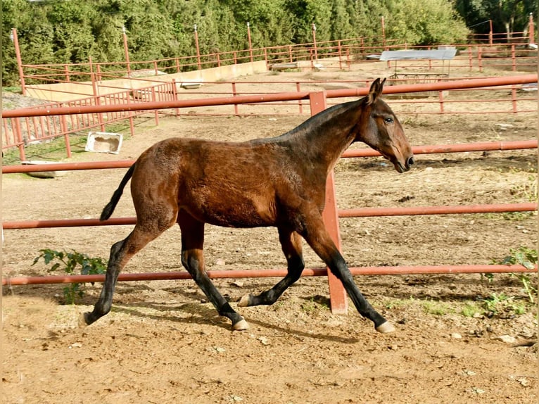 PRE Yegua 1 año 166 cm Castaño in Galaroza (Huelva)