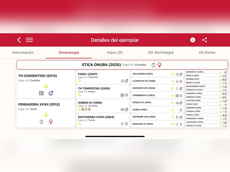 PRE Yegua 1 año 166 cm Castaño in Galaroza (Huelva)