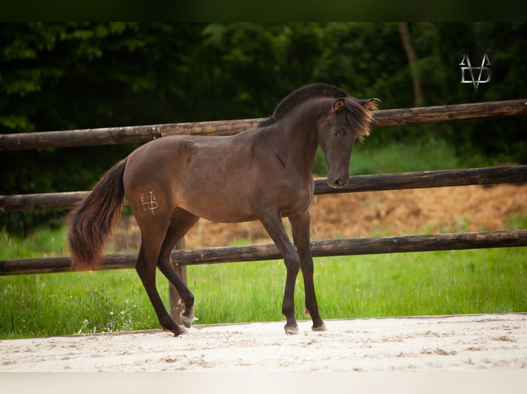 PRE Mestizo Yegua 1 año 166 cm Negro in LA VESPIÈRE