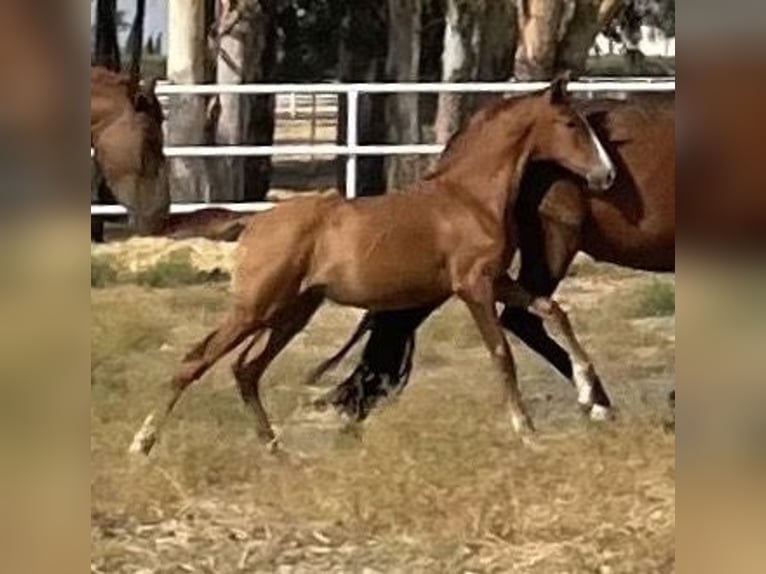 PRE Mestizo Yegua 1 año 167 cm Alazán in Fuentes De Andalucia
