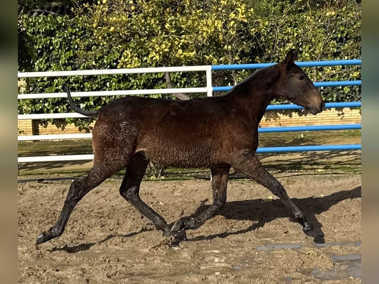 PRE Mestizo Yegua 1 año 167 cm Castaño in Fuentes De Andalucia