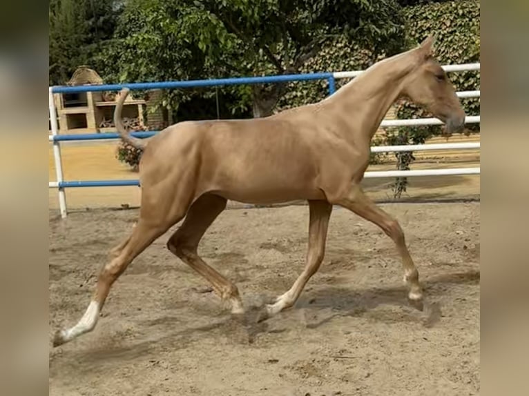 PRE Mestizo Yegua 1 año 167 cm Palomino in Fuentes De Andalucia