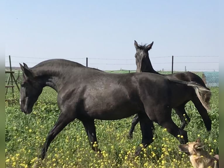 PRE Mestizo Yegua 1 año 170 cm Tordo in Fuentes De Andalucia
