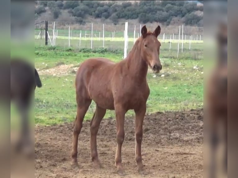 PRE Mestizo Yegua 1 año Alazán in Ciudad Real