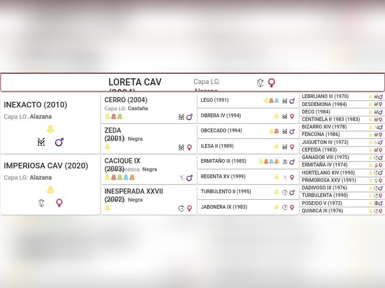 PRE Mestizo Yegua 1 año Alazán in Ciudad Real