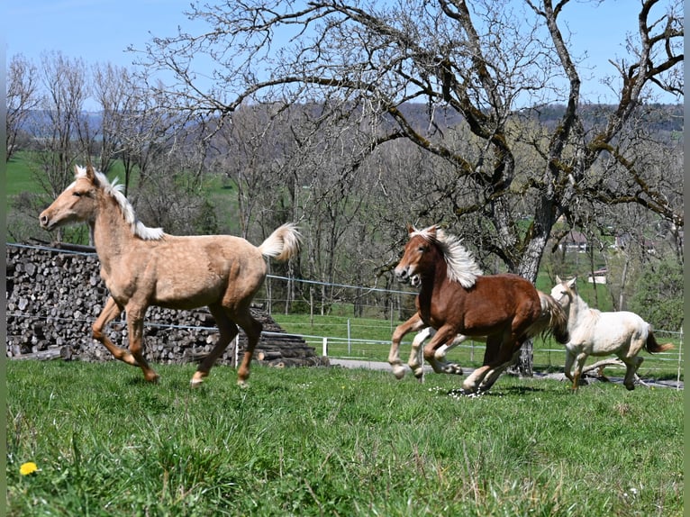 PRE Mestizo Yegua 1 año in Klettgau