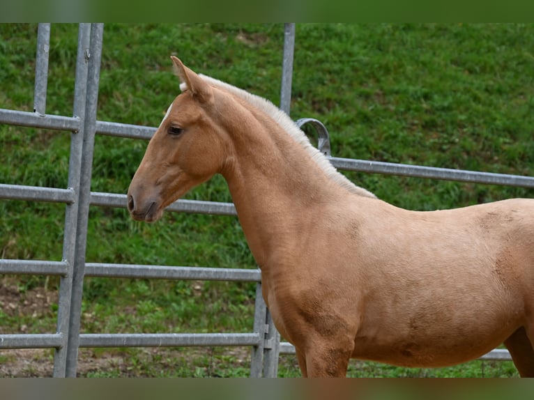 PRE Mestizo Yegua 1 año in Klettgau