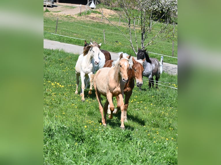 PRE Mestizo Yegua 1 año in Klettgau