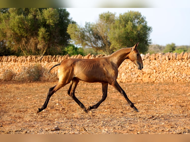 PRE Mestizo Yegua 1 año Castaño oscuro in Llucmajor