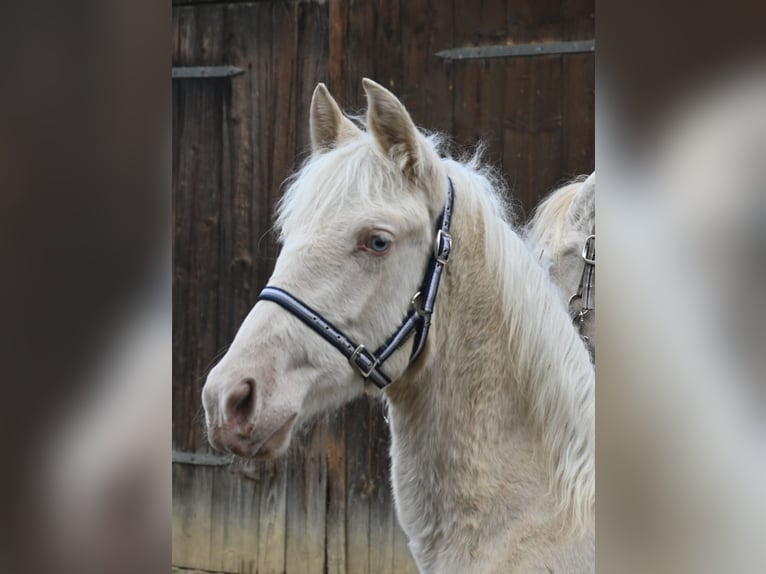 PRE Mestizo Yegua 1 año Cremello in Klettgau