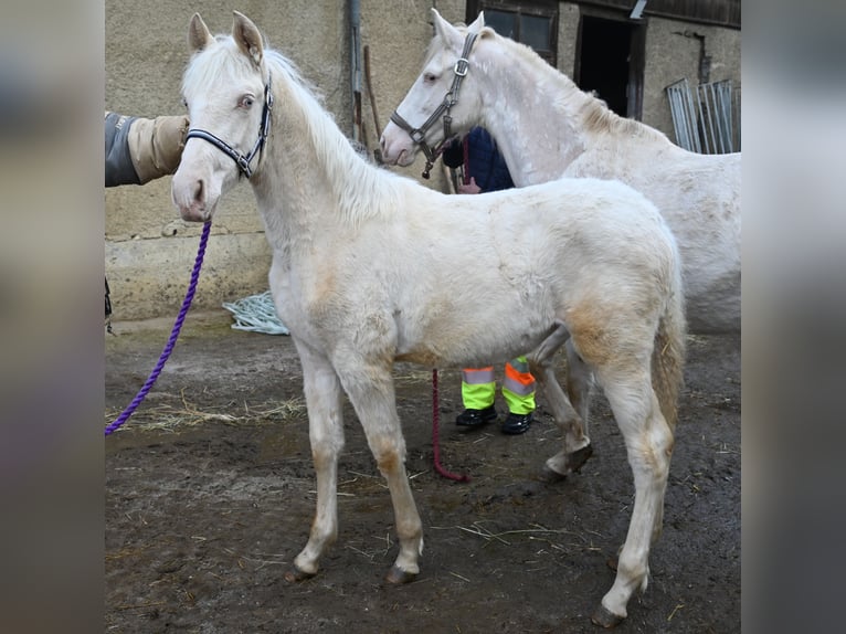 PRE Mestizo Yegua 1 año Cremello in Klettgau