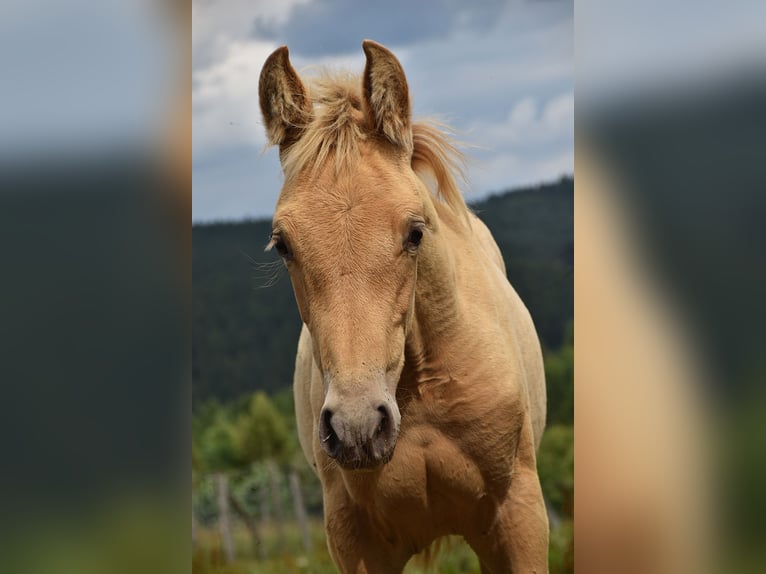 PRE Mestizo Yegua 1 año Perla in Manhay