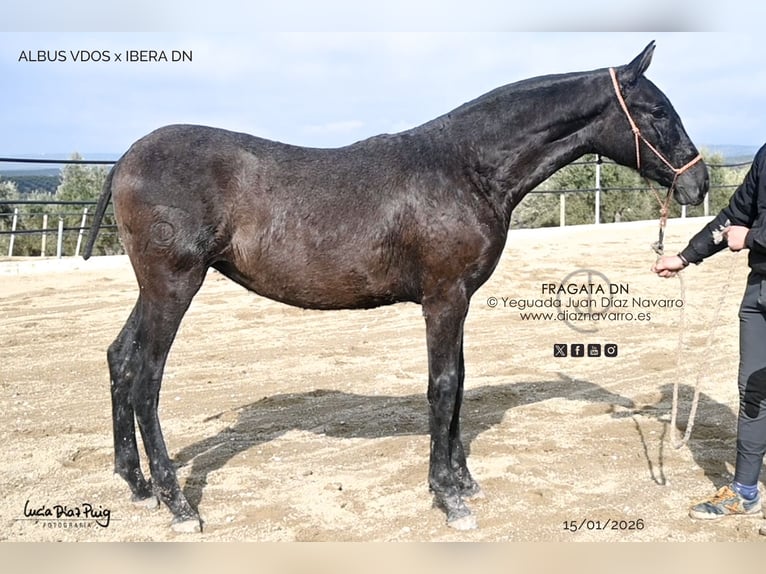 PRE Mestizo Yegua 1 año Tordo picazo in Arjona