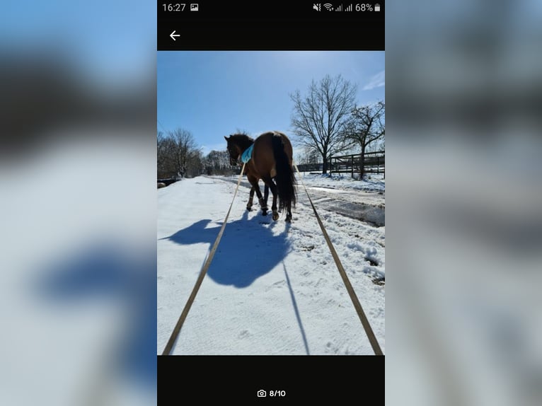 PRE Yegua 20 años 158 cm Castaño in Schwarmstedt PRE Yegua 20 años 158 cm Castaño in Schwarmstedt