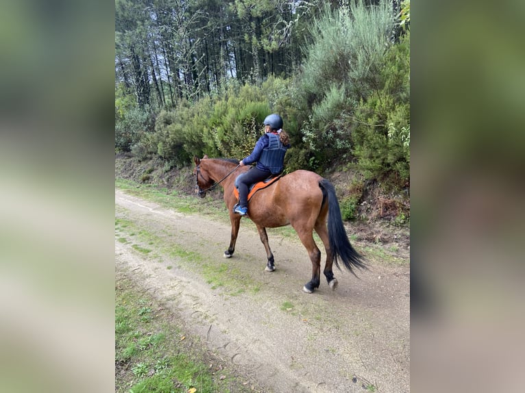 PRE Mestizo Yegua 26 años 160 cm Castaño rojizo in Santa Cruz Del Valle