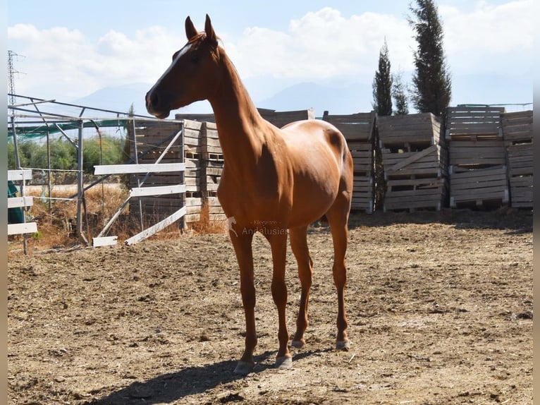 PRE Yegua 2 años 149 cm Alazán in Provinz Granada