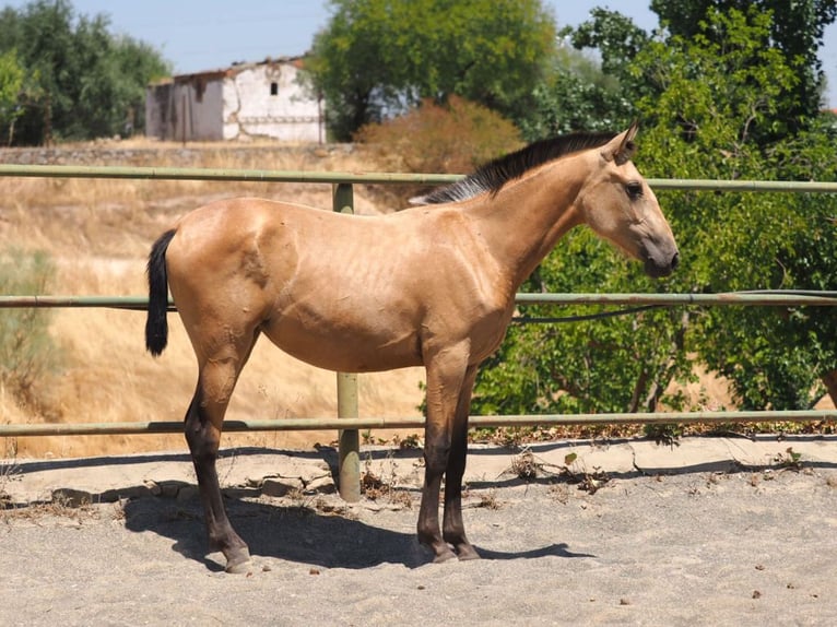 PRE Mestizo Yegua 2 años 150 cm Bayo in Navas Del Madroño