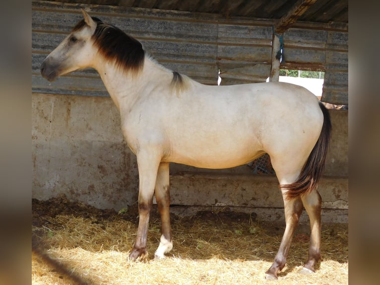 PRE Yegua 2 años 154 cm Bayo in Rafelguaraf