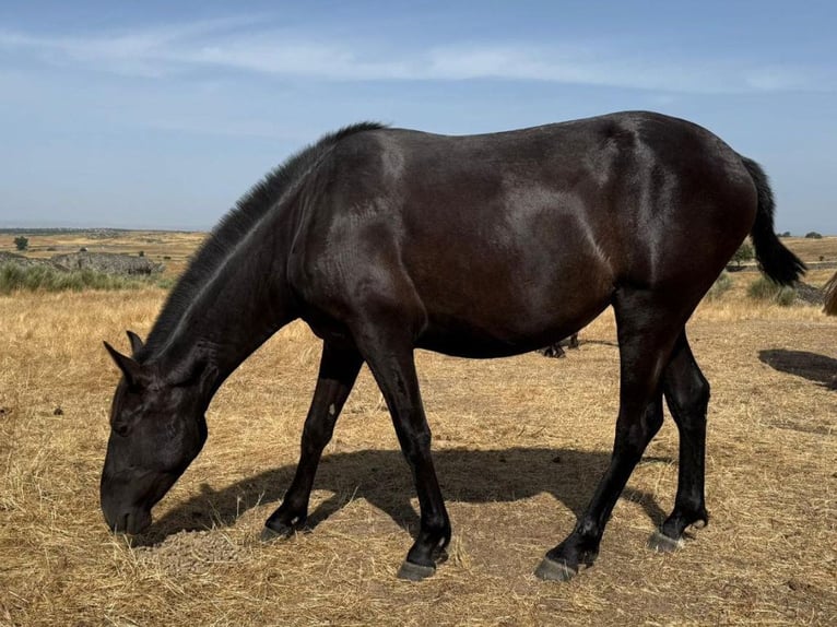 PRE Mestizo Yegua 2 años 154 cm Negro in Navas Del Madro&#xF1;o