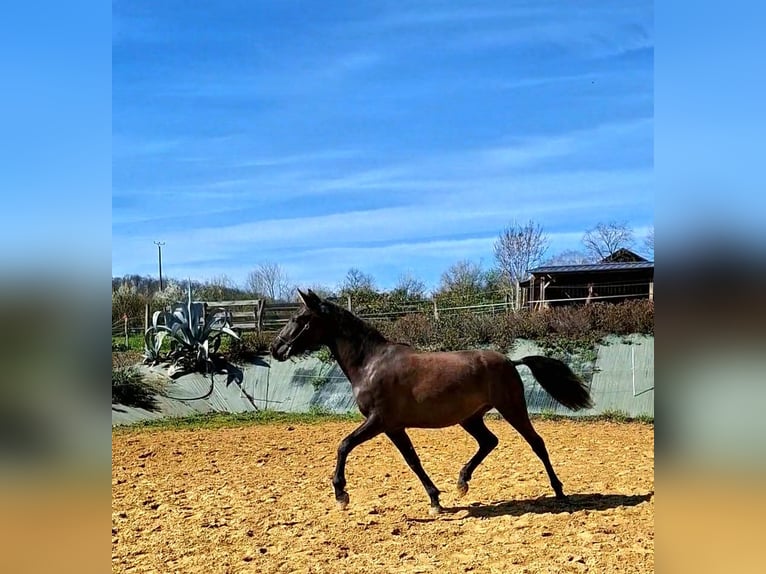 PRE Mestizo Yegua 2 años 154 cm Negro in DUFFORT