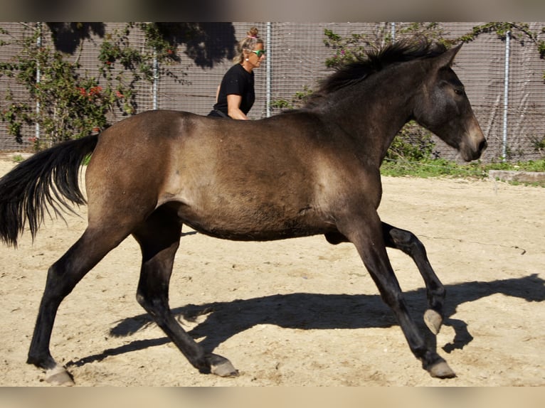 PRE Yegua 2 años 154 cm Tordo in Tarifa