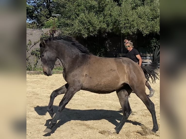 PRE Yegua 2 años 154 cm Tordo in Tarifa