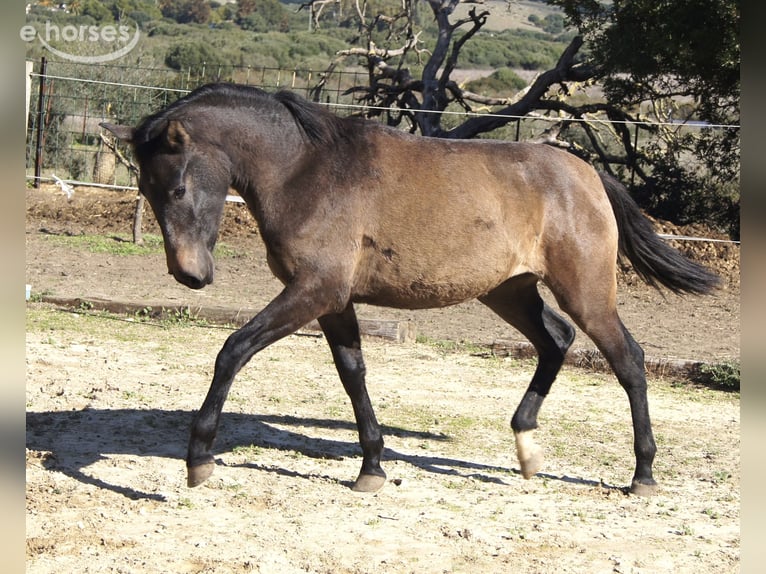 PRE Yegua 2 años 155 cm Tordo in Tarifa