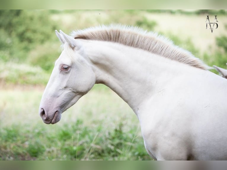 PRE Yegua 2 años 158 cm Cremello in La Vespière-Friardel